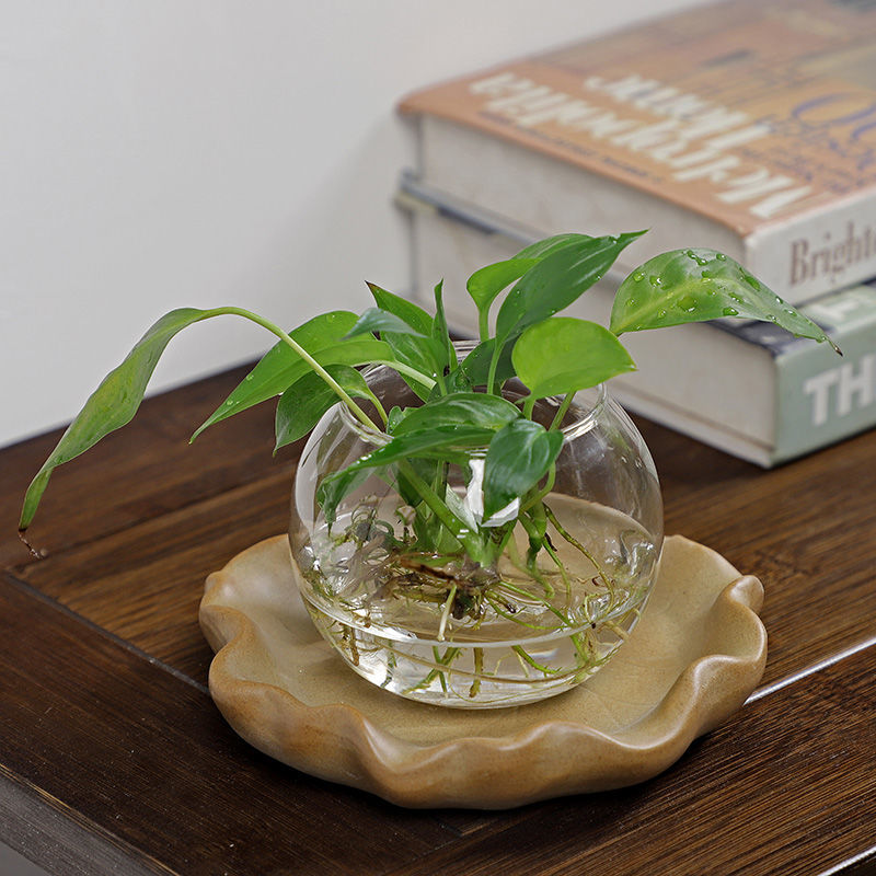 Brazylijska Drewniana Hydropon – Drip Tray Saucer recenzja i cena